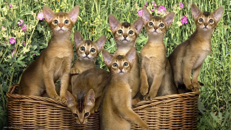 Seven Abyssinian Kittens