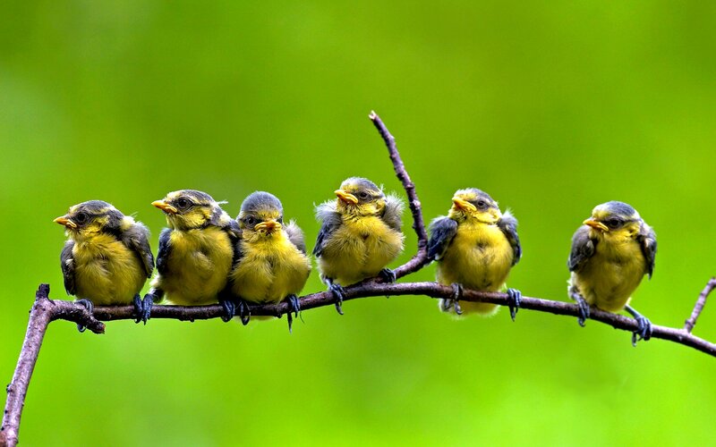 Seven Baby Birds
