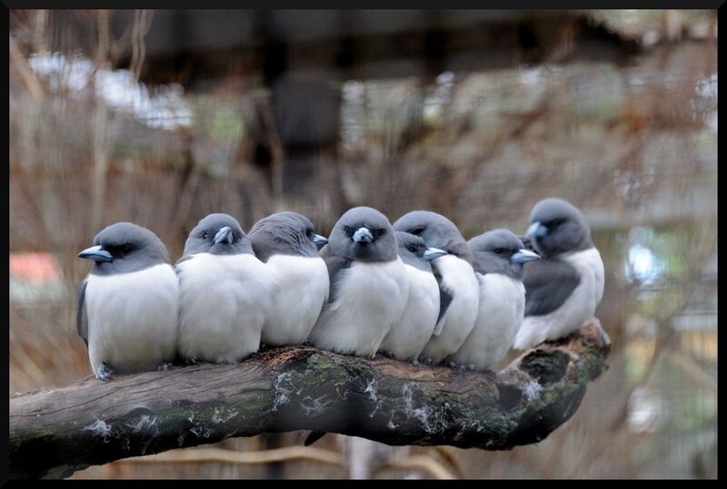 Seven Birds on a Branch