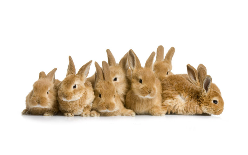 Seven Brown Bunnies — Calm, Photograph