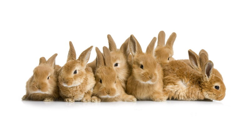 Seven Brown Bunnies — Calm