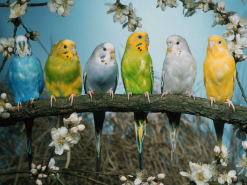 Seven Budgerigars on Branch