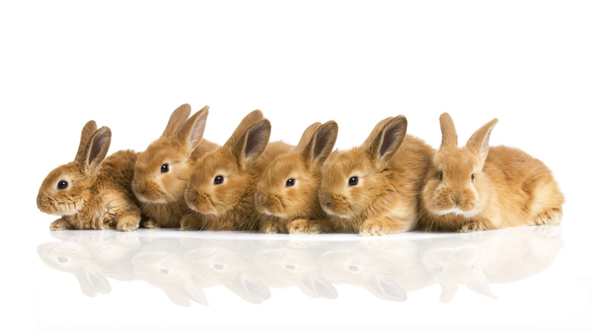 seven bunnies in a row
