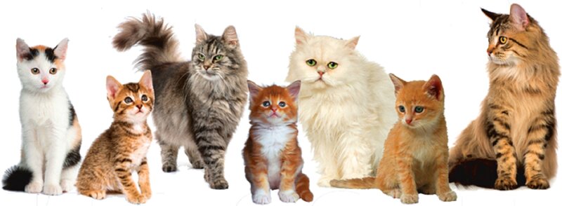 Seven Cats in a Row