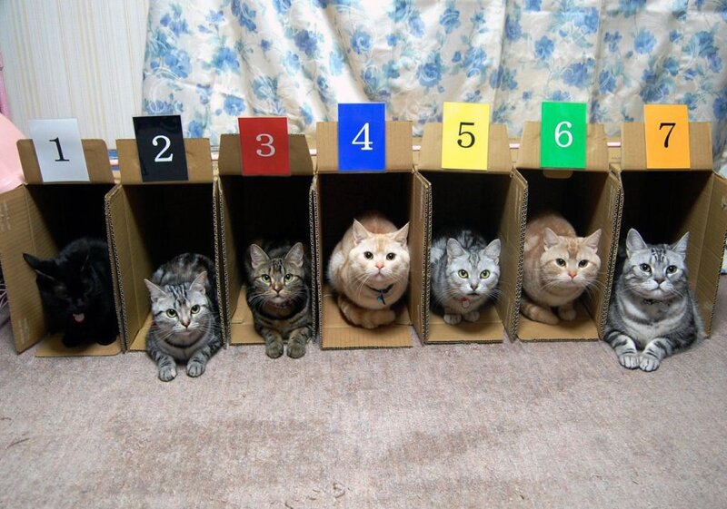 seven cats in numbered boxes