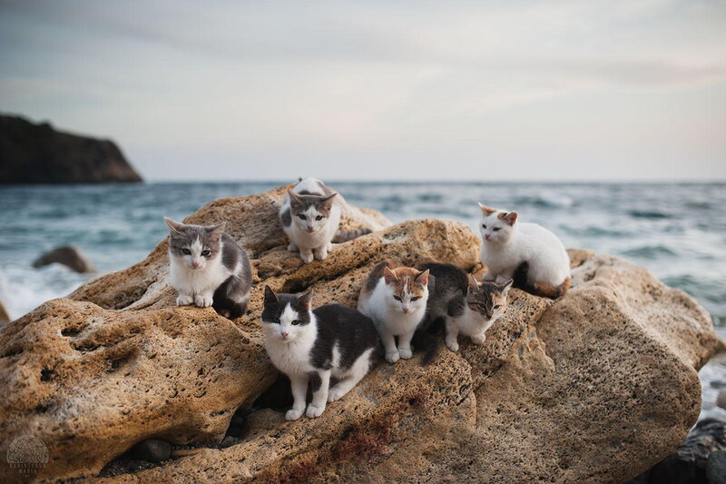 Seven Cats on Rocks