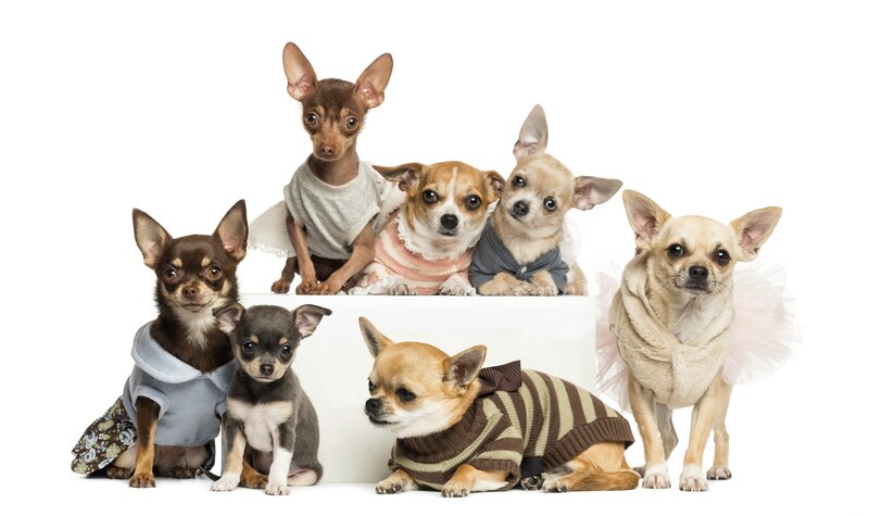 Seven Chihuahua Dogs