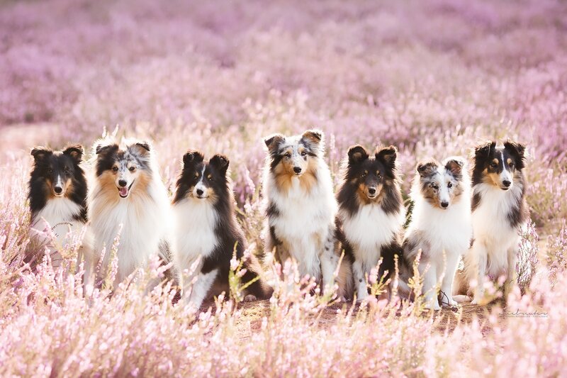 Seven Collie Dogs