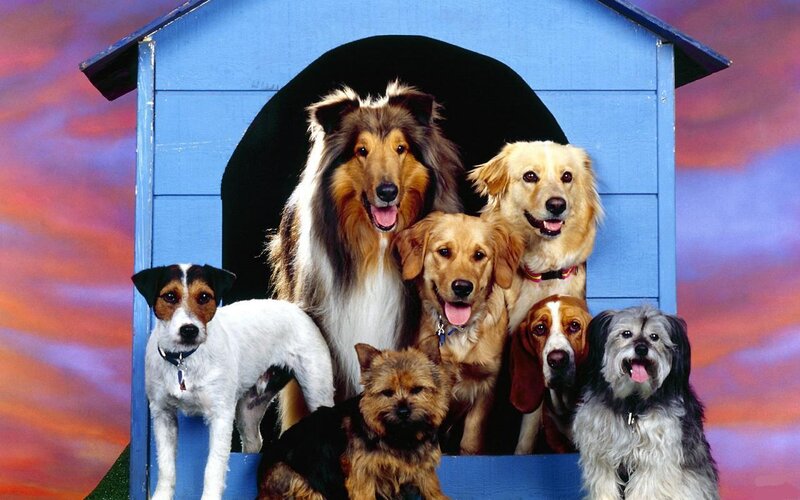 Seven Dogs in Doghouse