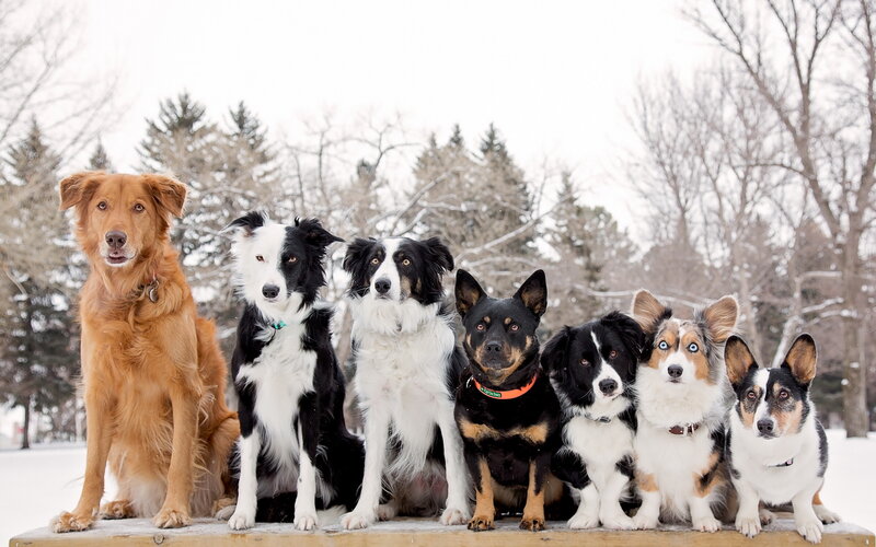 Seven Dogs in Snow