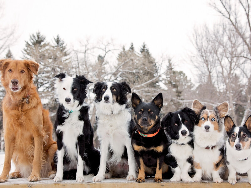 Seven Dogs in Snow — White, Calm