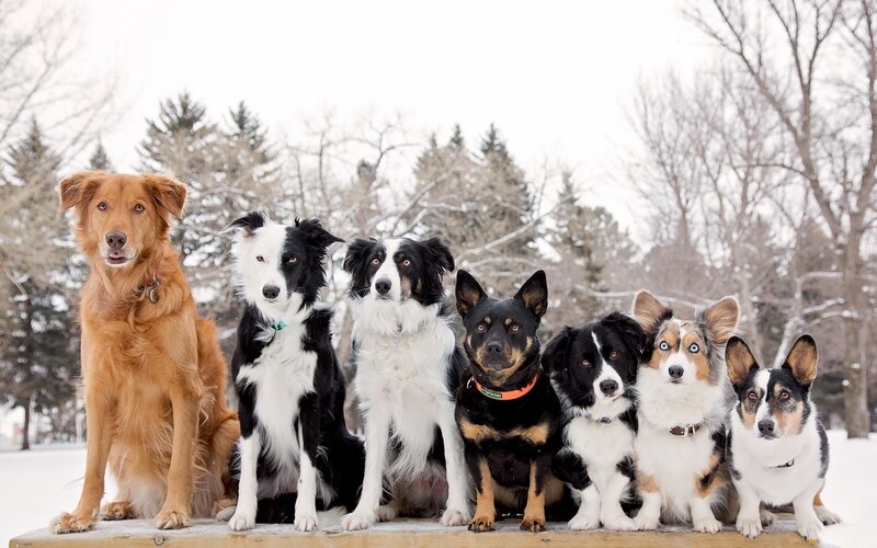 Seven Dogs in Snow — White