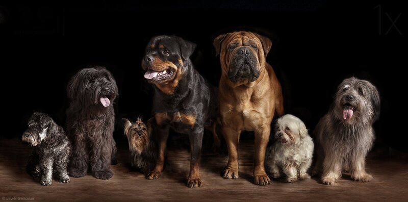 Seven Dogs in Studio