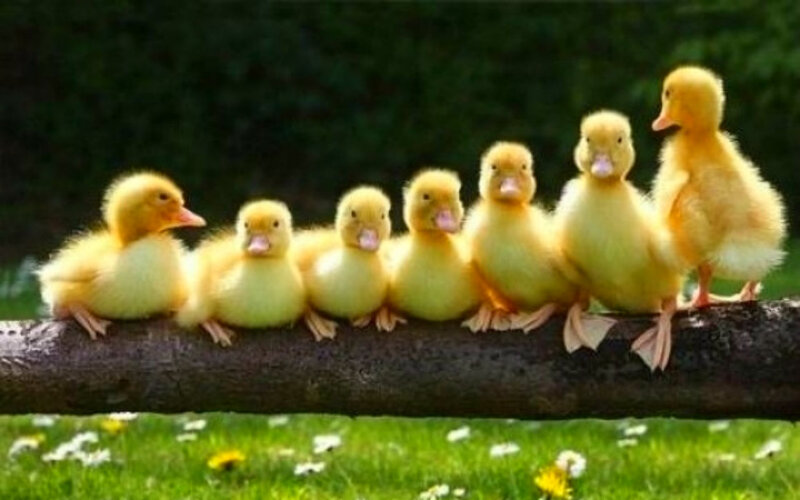 Seven Ducklings on Branch