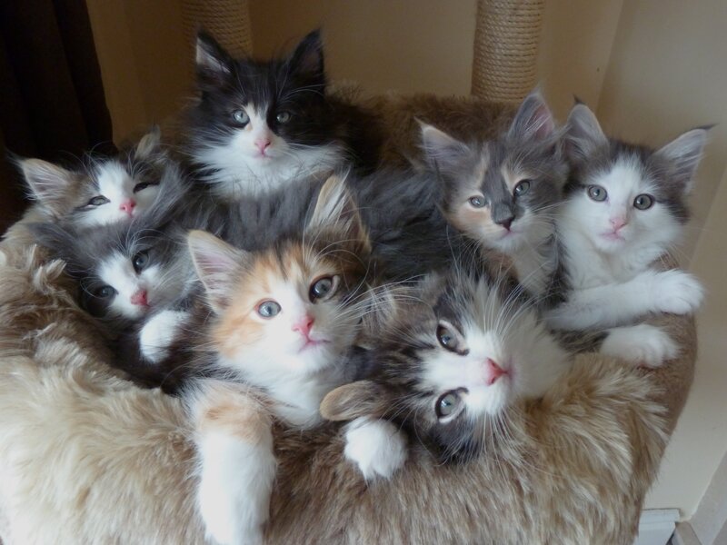 Seven Kittens Huddled — Gray