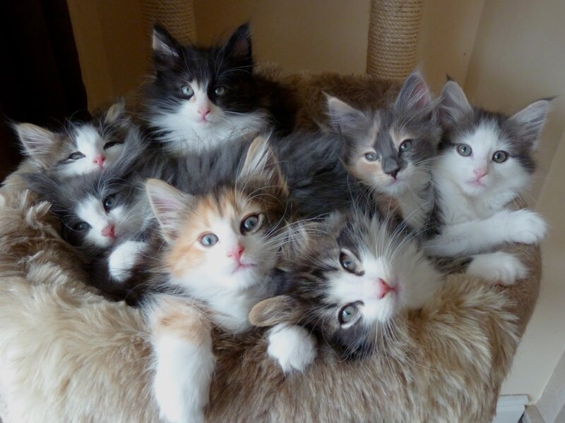 Seven Kittens Huddled