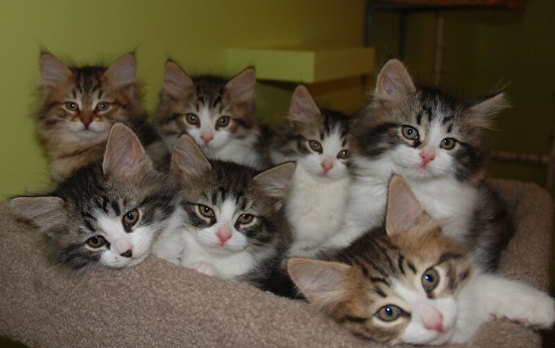 Seven Kittens in a Bed