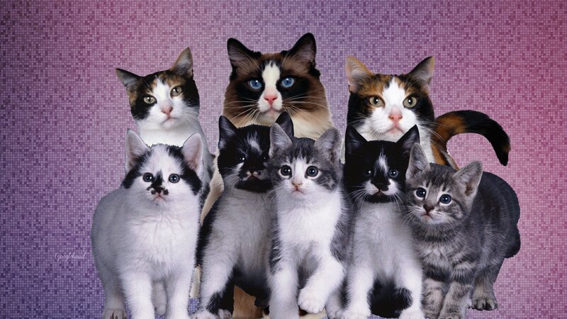 Seven Kittens in a Group