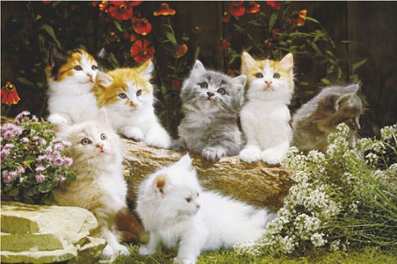 Seven Kittens in Garden