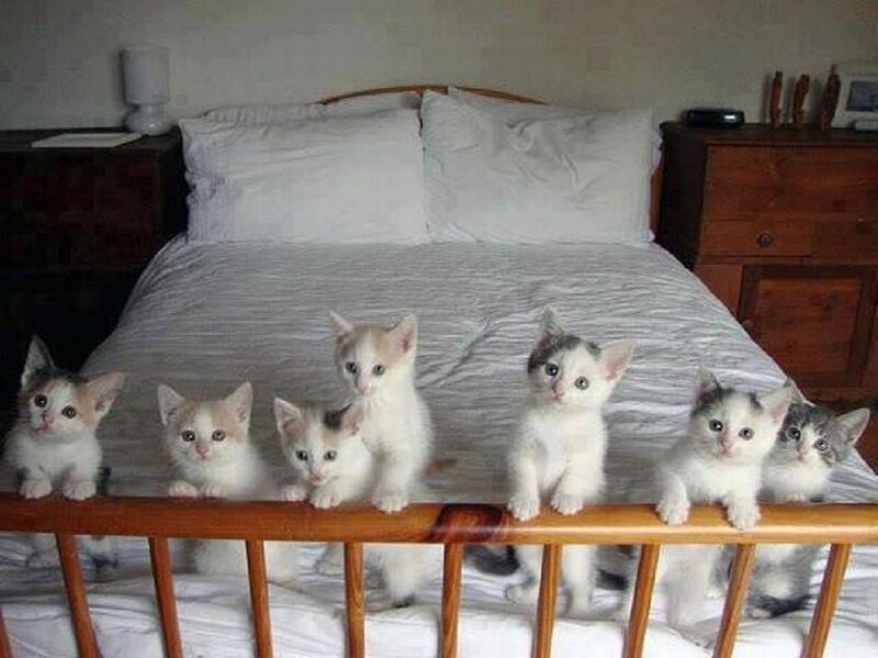 Seven Kittens on Bed