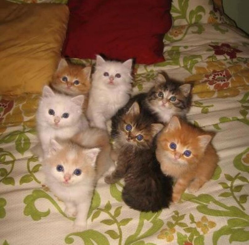 Seven Kittens on Bed — White