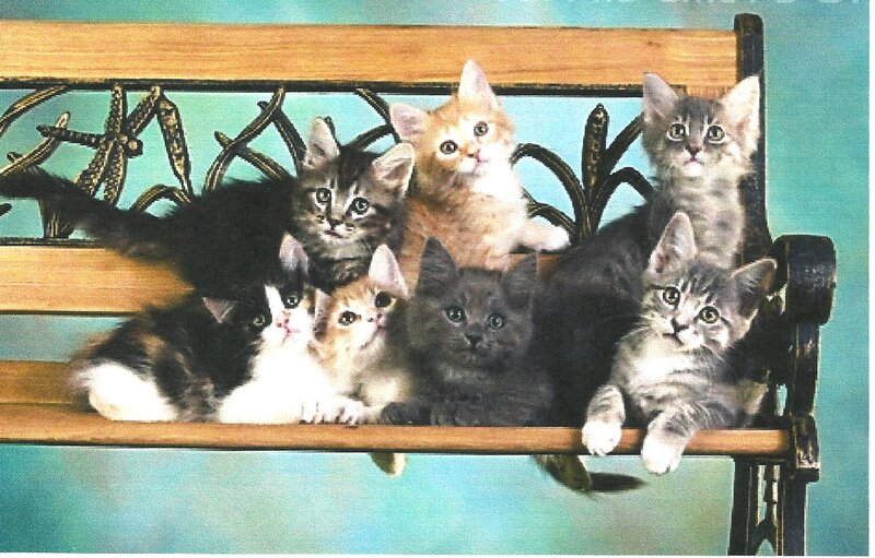Seven Kittens on Bench