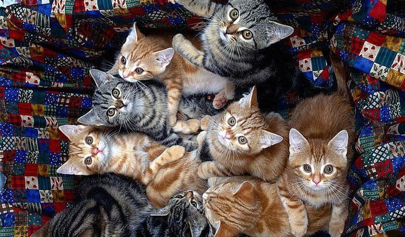 Seven Kittens on Blanket
