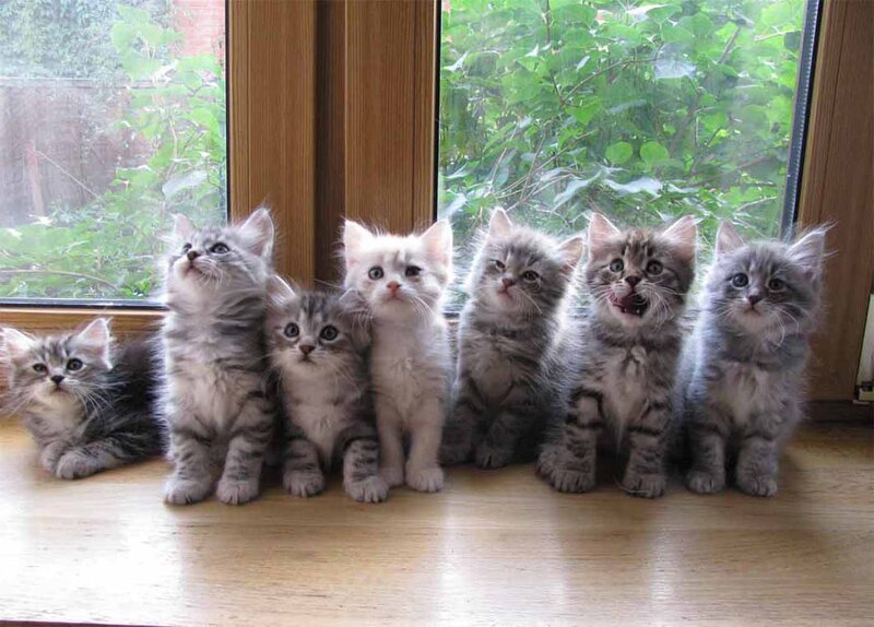 Seven Kittens on Windowsill