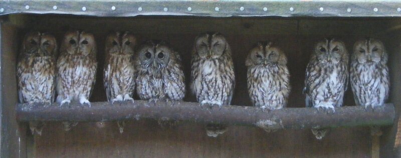 Seven Owls in a Row