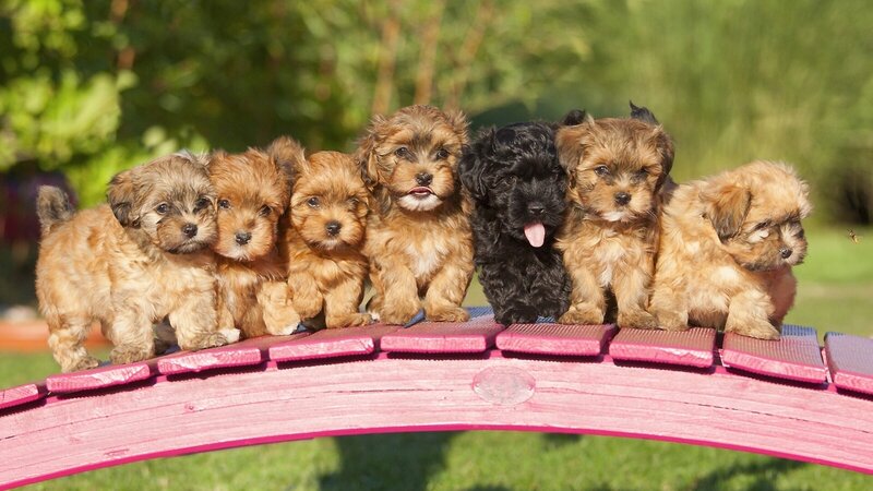 Seven Puppies on Bridge