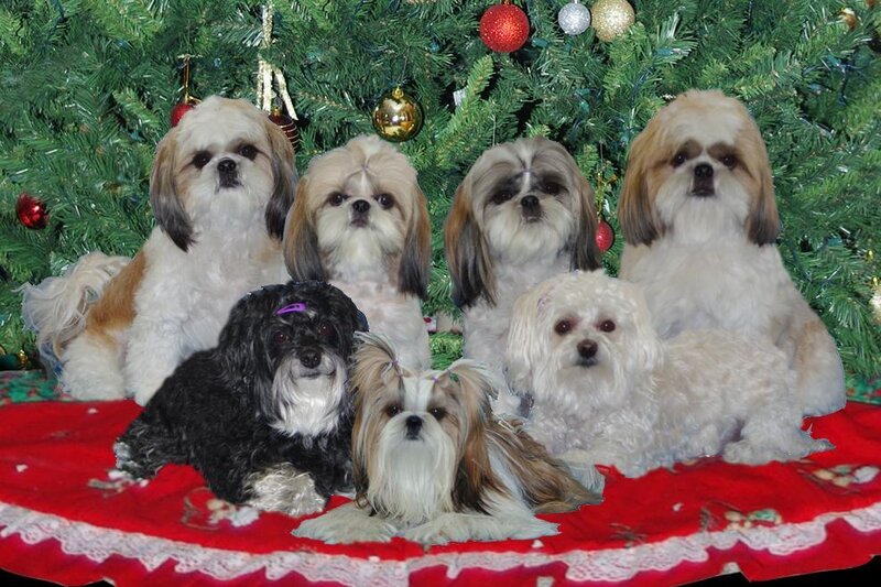 Seven Shih Tzu Dogs