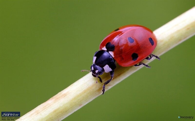 Seven-spotted Ladybug