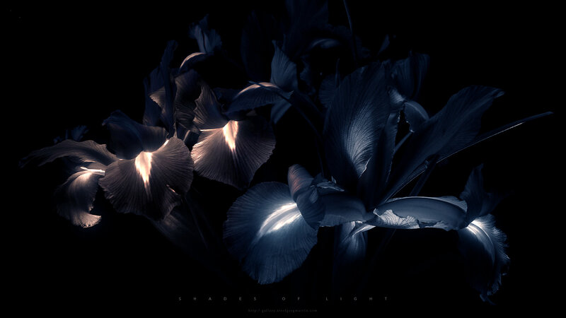 Shades of Light