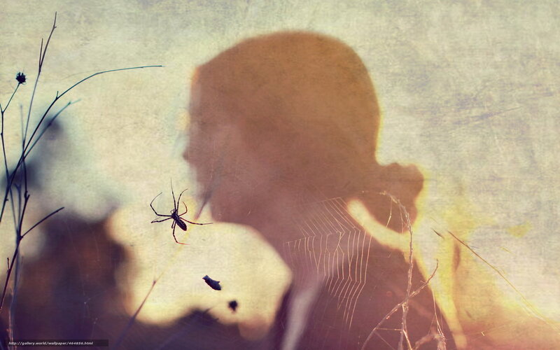 Shadow and spider in a web