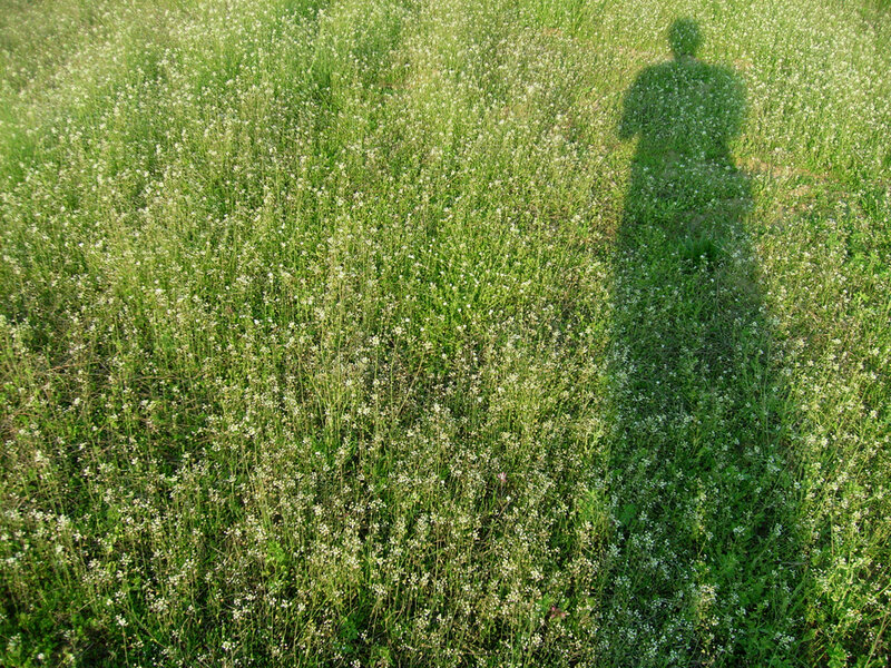 Shadow in a field of flowers
