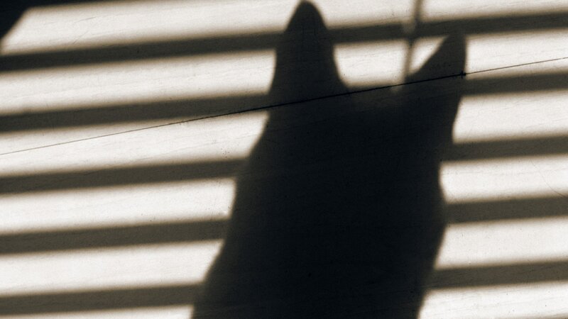 Shadow of a cat on blinds