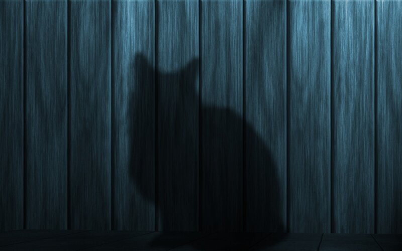 Shadow of a Cat