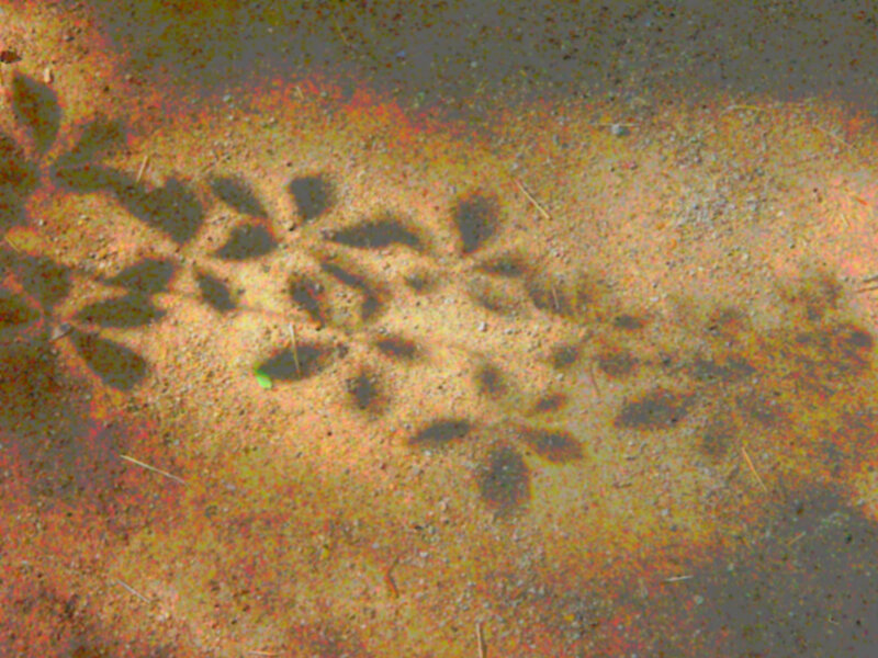 shadow of leaves on ground
