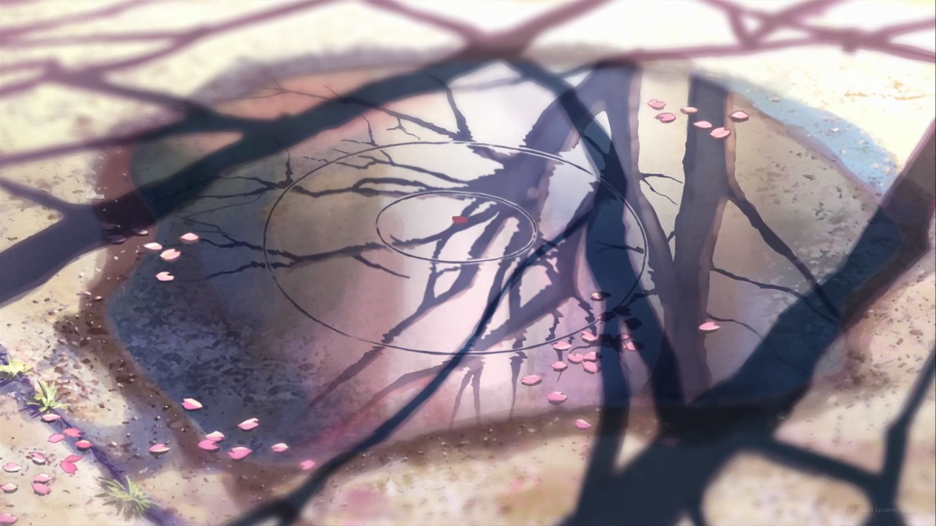 shadow of tree branches