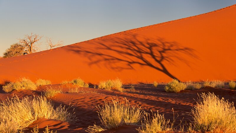 Shadow of Tree on Dune