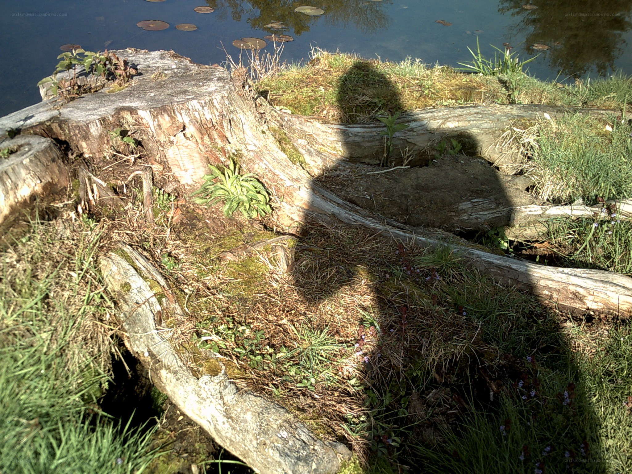 Shadow on a tree stump
