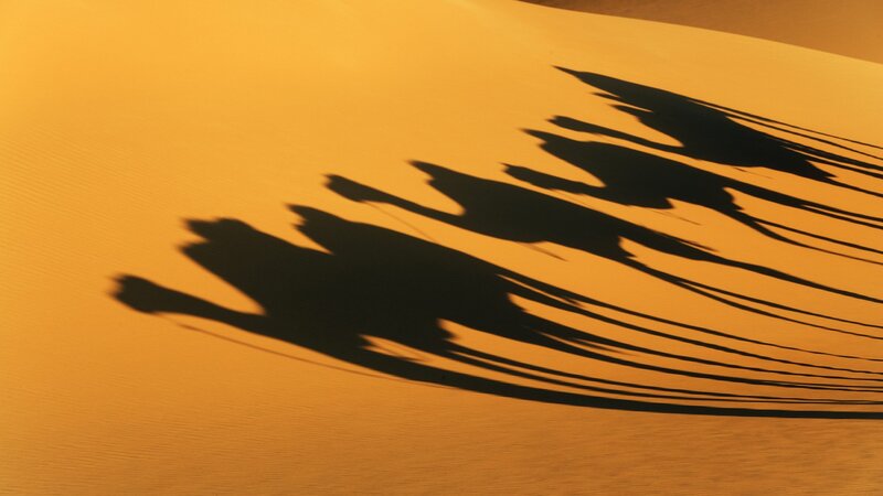 Shadows of camels on sand dune