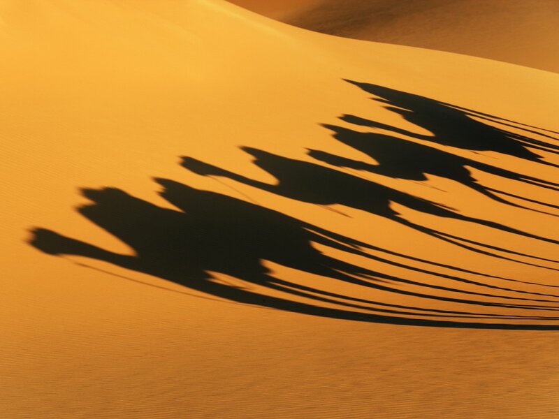 Shadows of camels on sand dunes