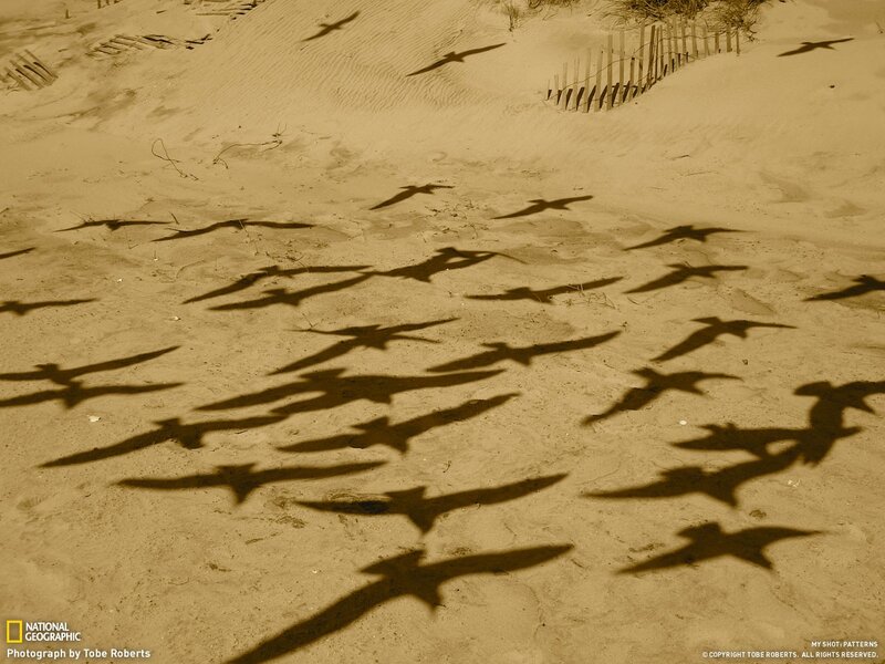 Shadows of flying birds on sand