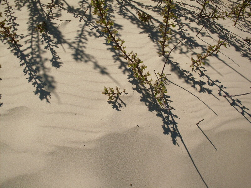 Shadows of plants on sand