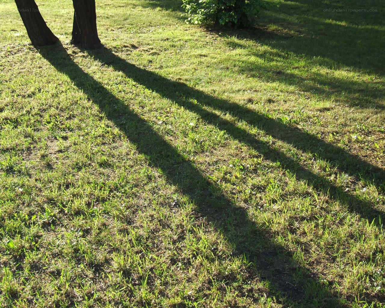 Shadows of trees on grass