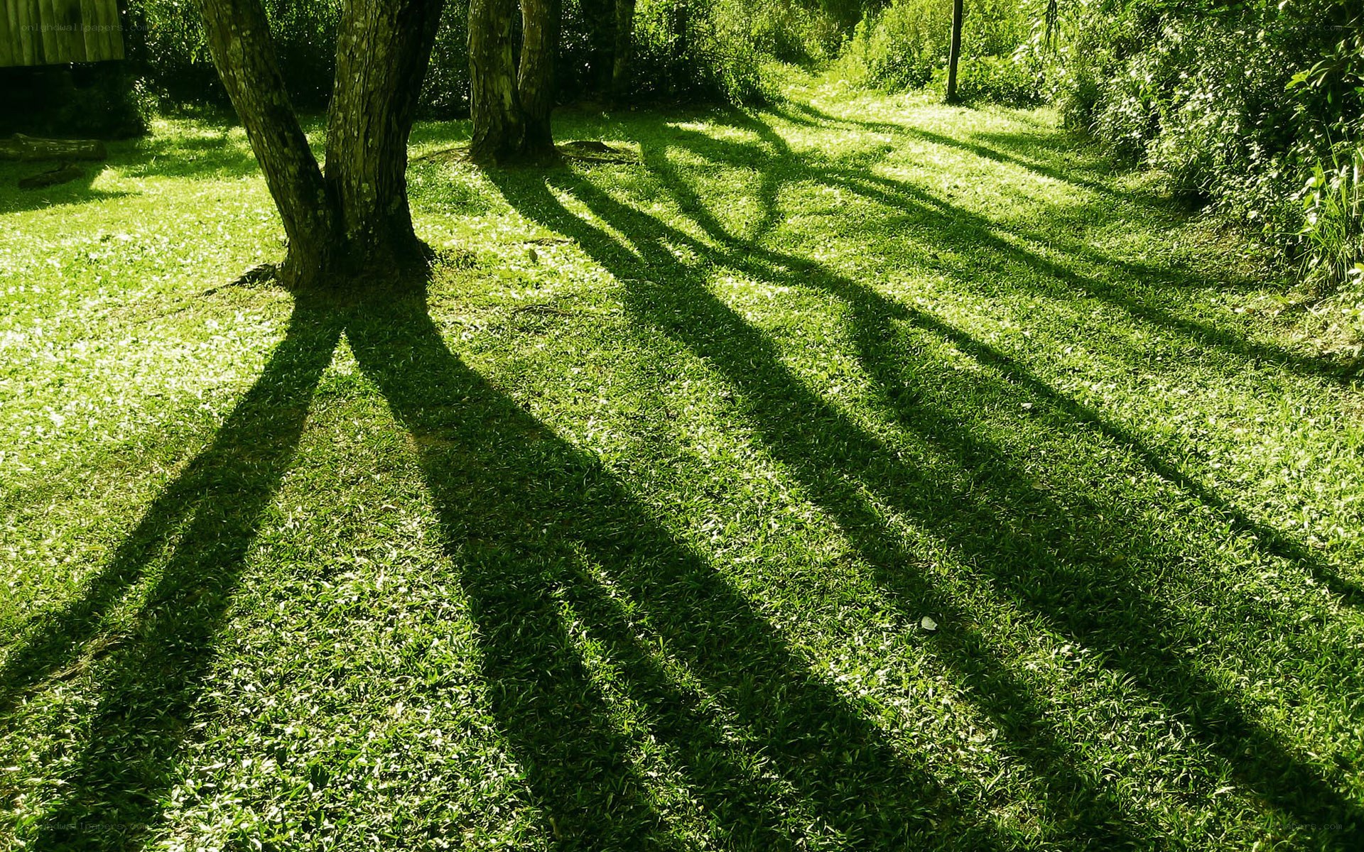 Shadows of trees on grass