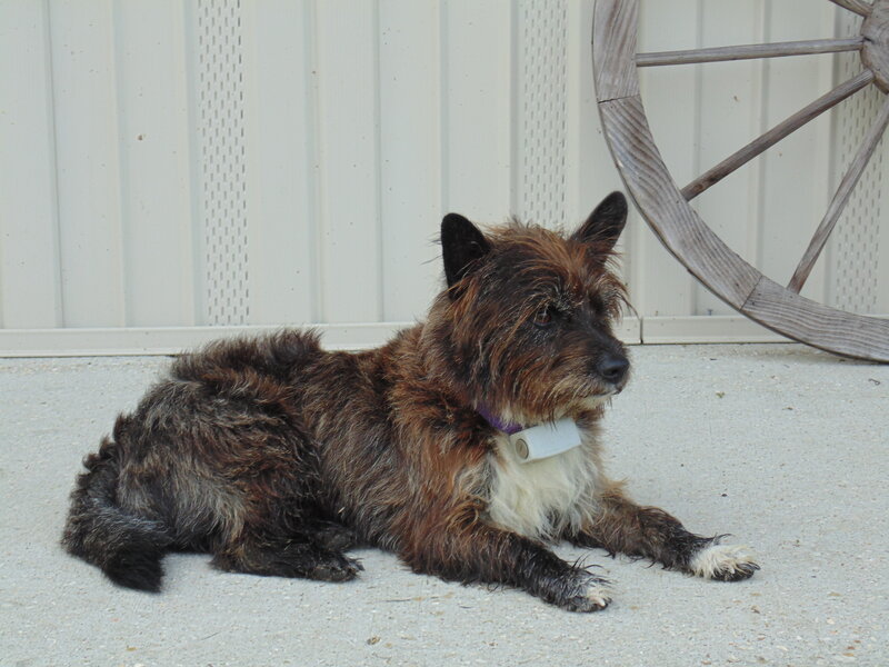 Shaggy Brown Dog