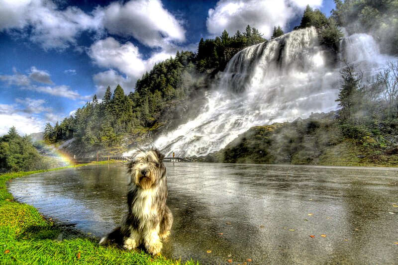 Shaggy Dog by Waterfall