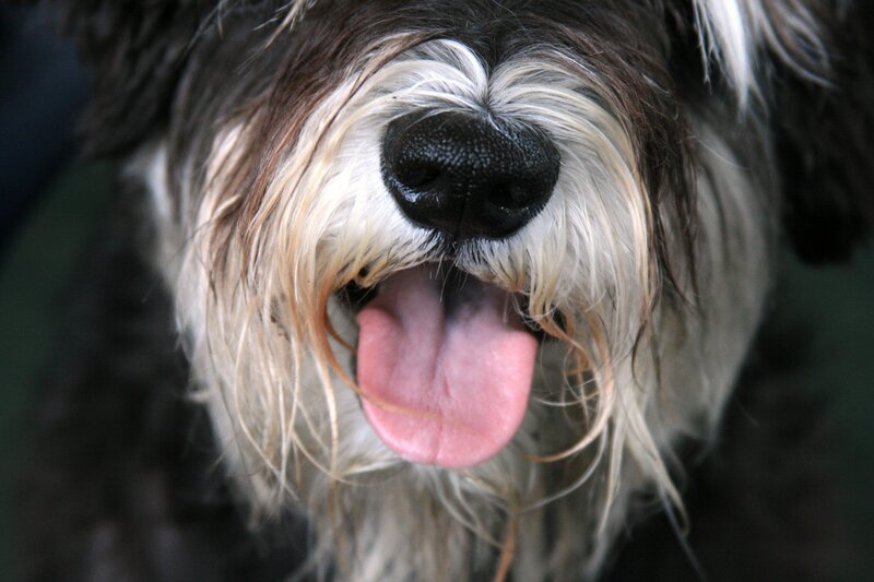 Shaggy Dog Close-up